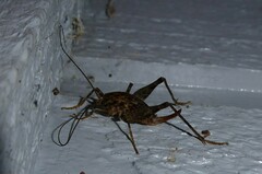 Pleioplectron simplex