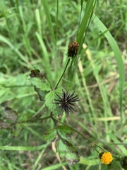 Bidens pilosa