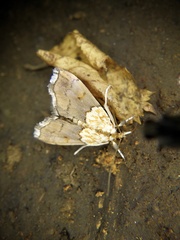 Agrotera nemoralis