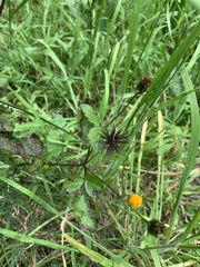 Bidens pilosa