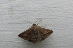 Mocis frugalis