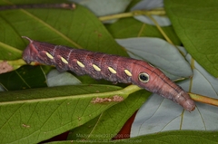 Theretra pallicosta
