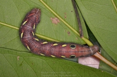 Theretra pallicosta