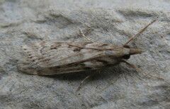 Eudonia angustea