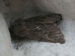 Aporophyla lutulenta