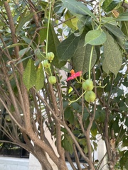 Jatropha integerrima
