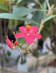 Jatropha integerrima