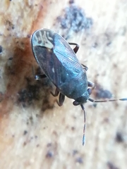 Stygnocoris