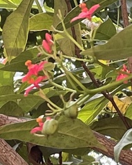 Jatropha integerrima
