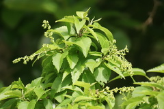 Plagianthus regius chathamicus
