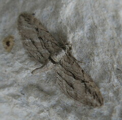 Eupithecia phoeniceata