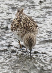Calidris minutilla