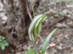 Pterostylis robusta