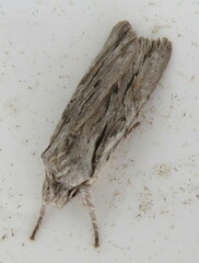 Lithophane leautieri