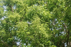 Plagianthus regius chathamicus