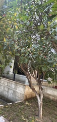 Jatropha integerrima