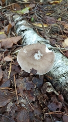 Pluteus