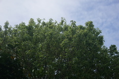 Plagianthus regius chathamicus