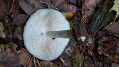 Pluteus