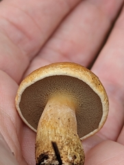 Suillus bovinus