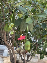 Jatropha integerrima