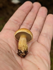 Suillus bovinus