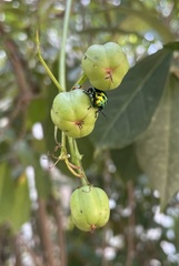 Jatropha integerrima