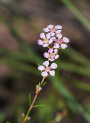 Euryomyrtus ramosissima