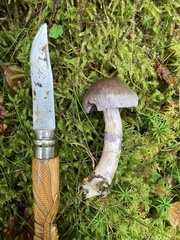 Cortinarius camphoratus