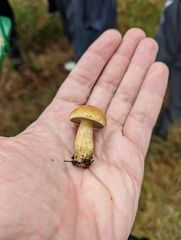 Suillus bovinus