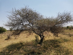 Vachellia tortilis