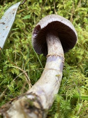 Cortinarius camphoratus