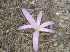 Colchicum filifolium