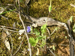Erodium crinitum
