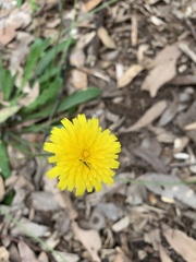 Taraxacum officinale