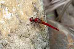 Diplacodes haematodes