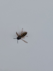 Vespula