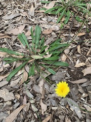 Taraxacum officinale