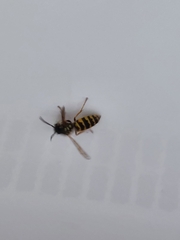 Vespula