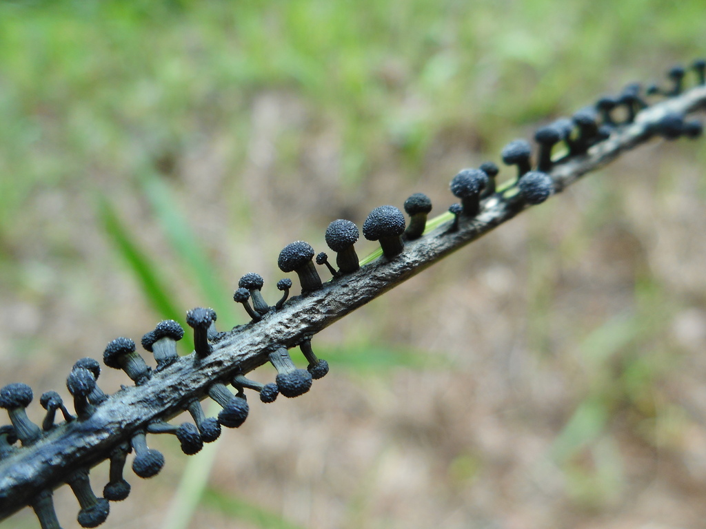 Balansia claviceps