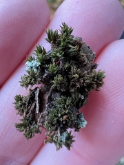 Syntrichia papillosa