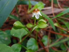 Torenia polygonoides