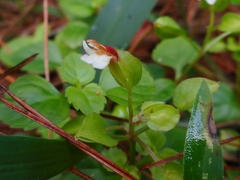 Torenia polygonoides