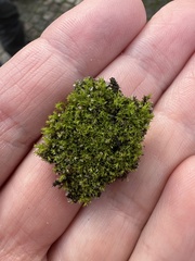 Pseudocrossidium hornschuchianum