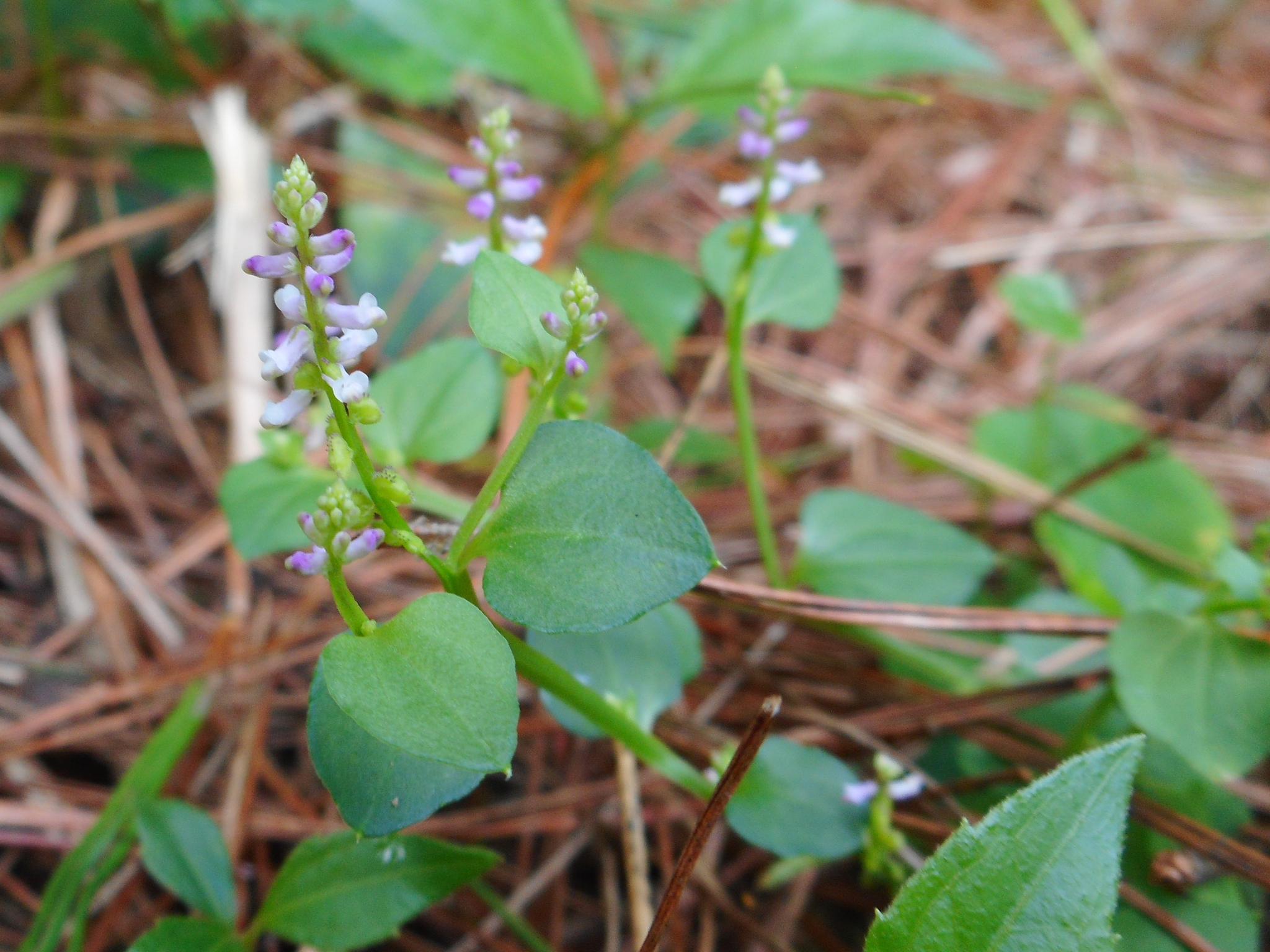 Salomonia cantoniensis (Salomonia cantoniensis)