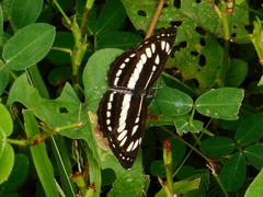 Neptis hylas