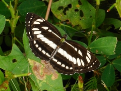 Neptis hylas