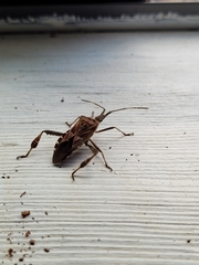 Leptoglossus occidentalis