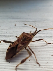 Leptoglossus occidentalis