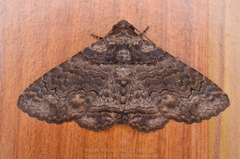 Pericyma cruegeri